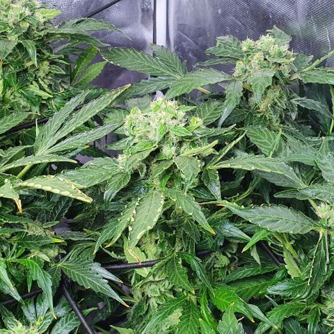 Pineapple growlog timeline photo