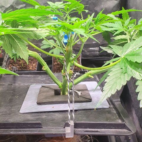 Auto Pineapple Candy growlog timeline photo
