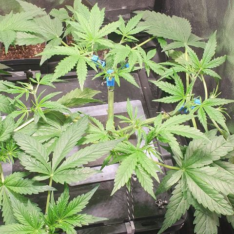 Auto Pineapple Candy growlog timeline photo