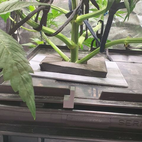 Auto Purple Candy growlog timeline photo