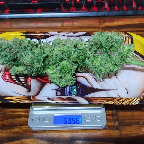 Pineapple growlog timeline photo