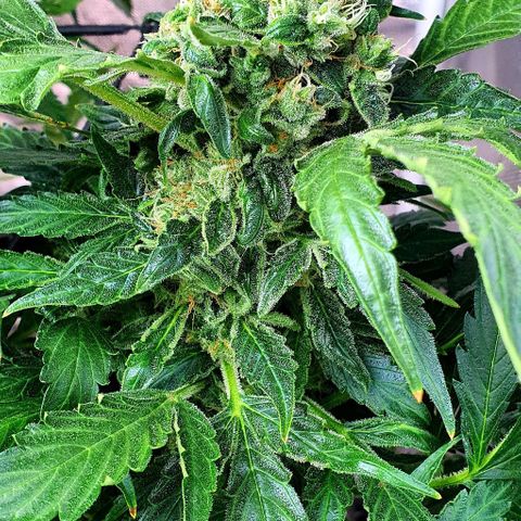 Pineapple growlog timeline photo