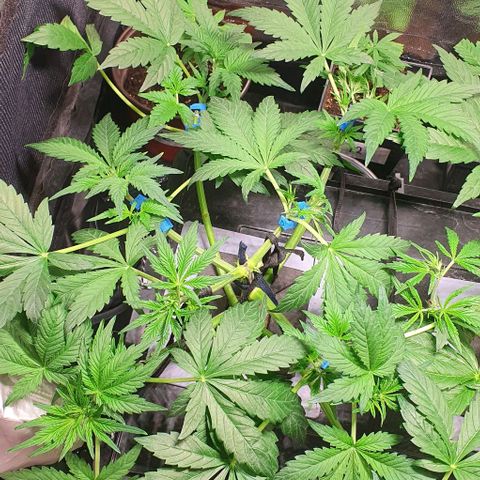Auto Purple Candy growlog timeline photo