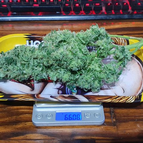 Pineapple growlog timeline photo