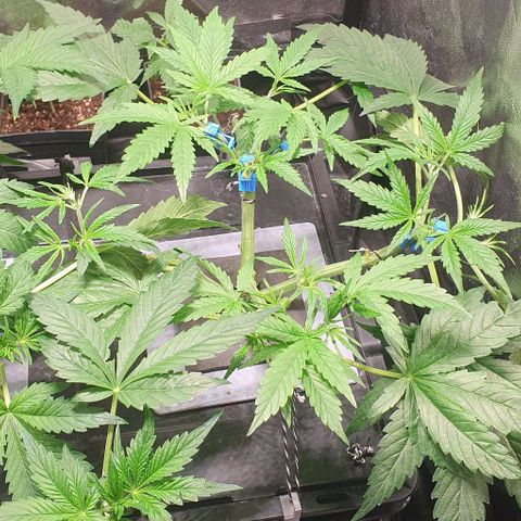 Auto Pineapple Candy growlog timeline photo