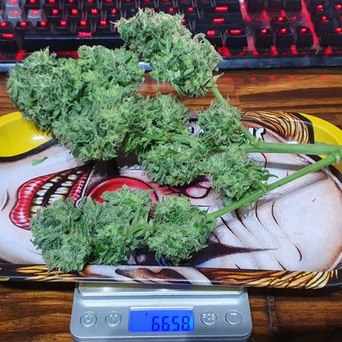 Pineapple growlog timeline photo