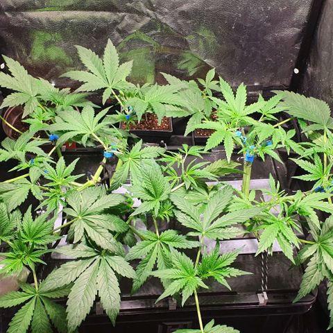 Auto Purple Candy growlog timeline photo