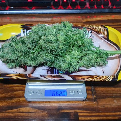Pineapple growlog timeline photo