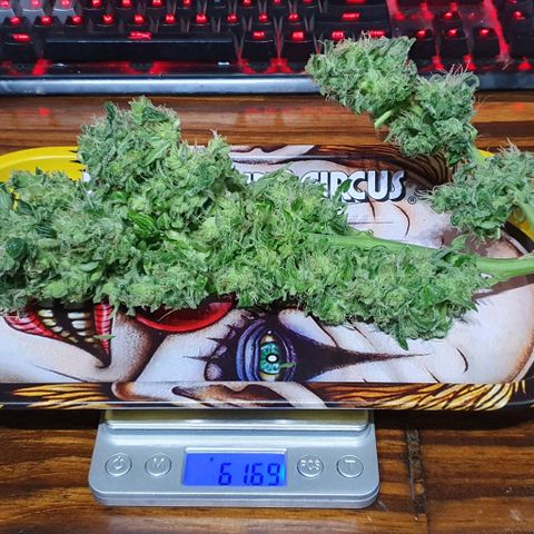 Pineapple growlog timeline photo