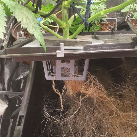 Auto Purple Candy growlog timeline photo