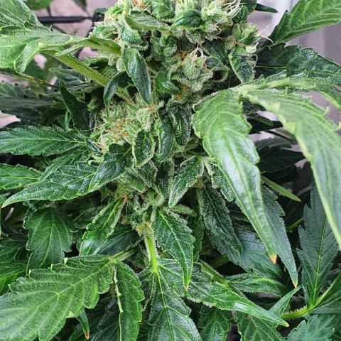 Pineapple growlog timeline photo