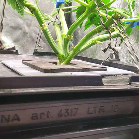 Auto Pineapple Candy growlog timeline photo