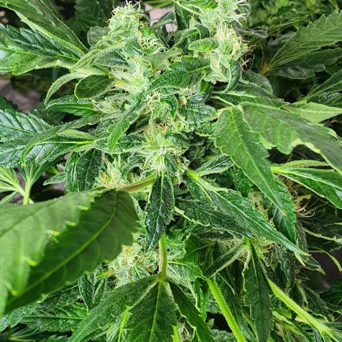 Pineapple growlog timeline photo