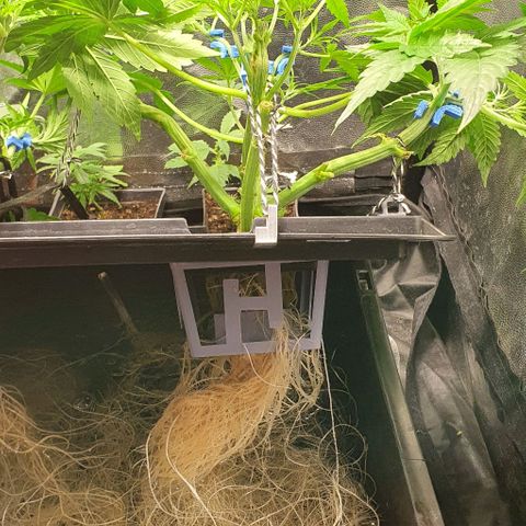 Auto Pineapple Candy growlog timeline photo