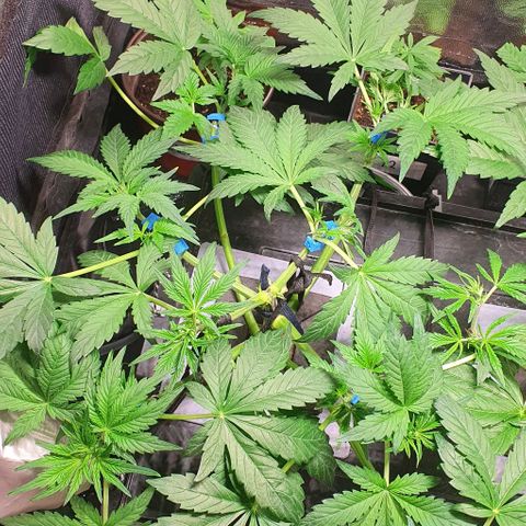 Auto Purple Candy growlog timeline photo