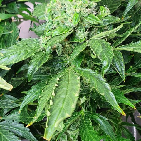 Pineapple growlog timeline photo