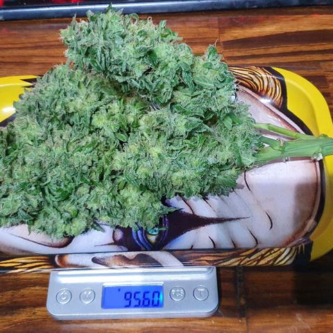 Pineapple growlog timeline photo
