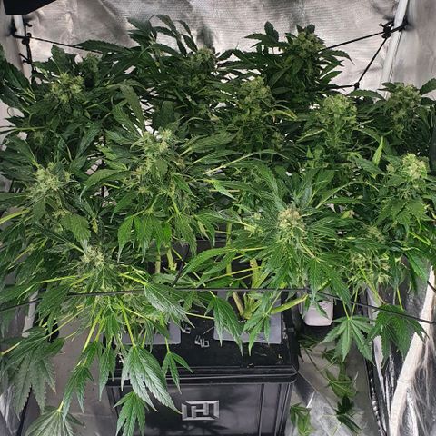 Pineapple growlog timeline photo