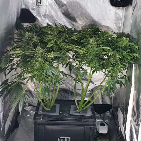 Pineapple growlog timeline photo