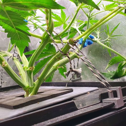 Auto Pineapple Candy growlog timeline photo