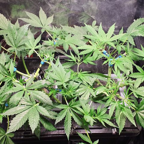 Auto Pineapple Candy growlog timeline photo