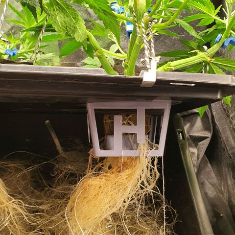 Auto Pineapple Candy growlog timeline photo