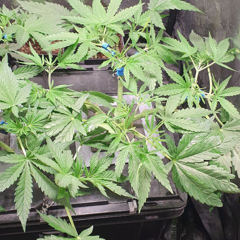Auto Pineapple Candy growlog timeline photo