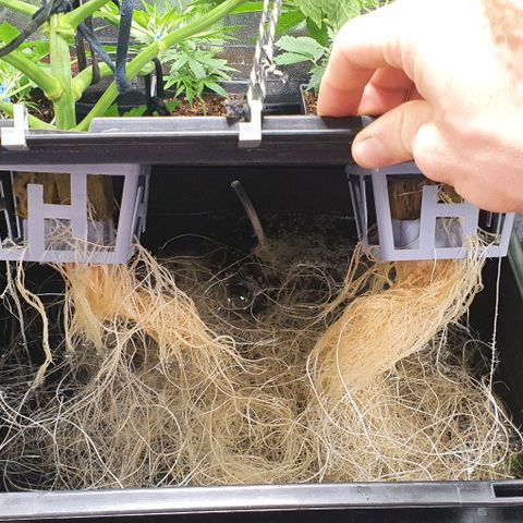 Auto Purple Candy growlog timeline photo
