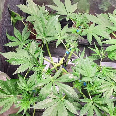 Auto Purple Candy growlog timeline photo