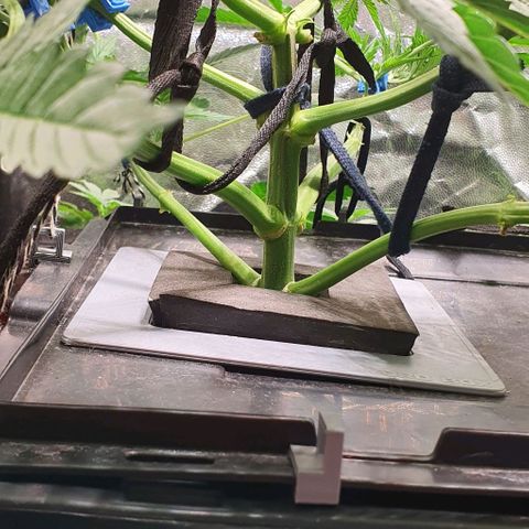 Auto Purple Candy growlog timeline photo