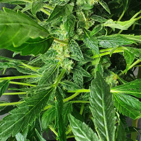 Pineapple growlog timeline photo