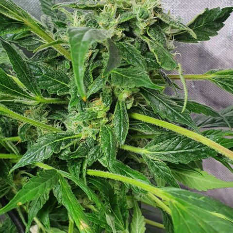 Pineapple growlog timeline photo