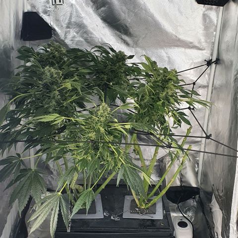 Pineapple growlog timeline photo