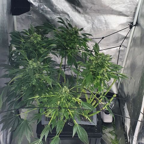 Pineapple growlog timeline photo