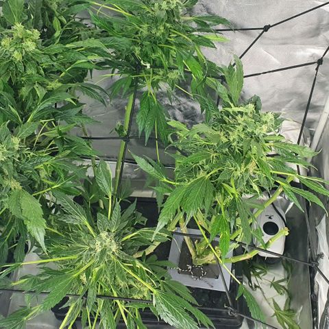Pineapple growlog timeline photo