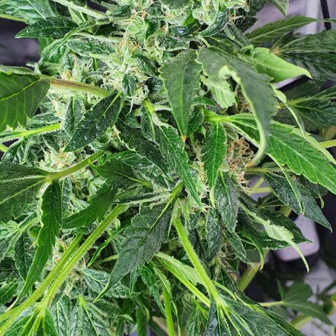 Pineapple growlog timeline photo