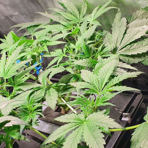 Auto Pineapple Candy growlog timeline photo