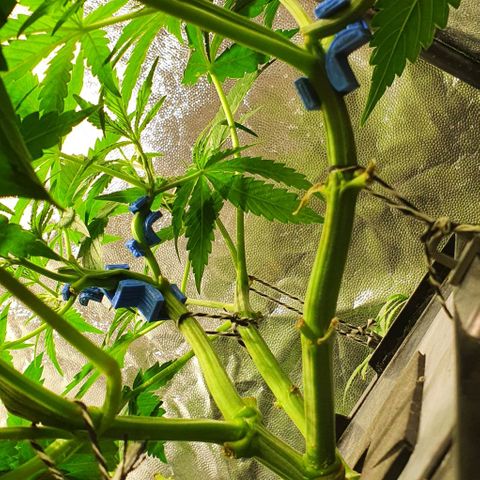Auto Pineapple Candy growlog timeline photo