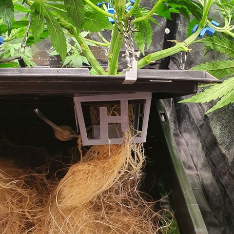Auto Pineapple Candy growlog timeline photo