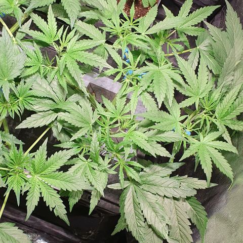 Auto Pineapple Candy growlog timeline photo