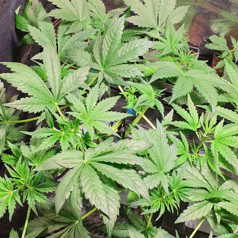 Auto Purple Candy growlog timeline photo