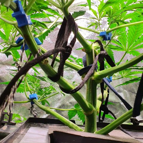 Auto Purple Candy growlog timeline photo