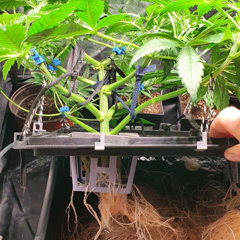 Auto Purple Candy growlog timeline photo