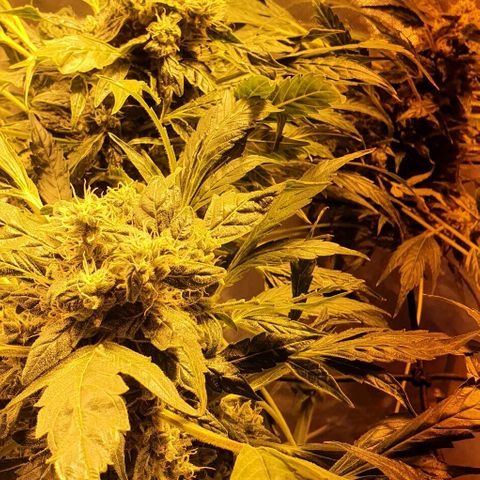 Pineapple growlog timeline photo