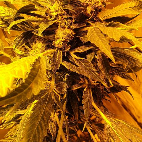 Pineapple growlog timeline photo