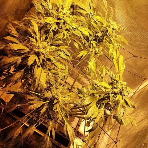 Pineapple growlog timeline photo
