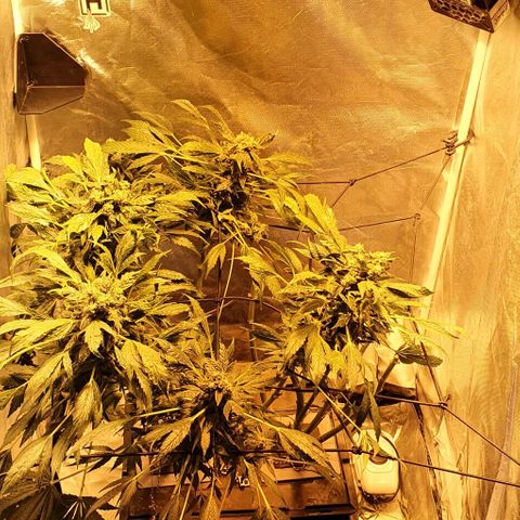 Pineapple growlog timeline photo