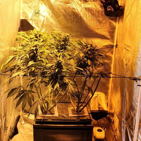Pineapple growlog timeline photo