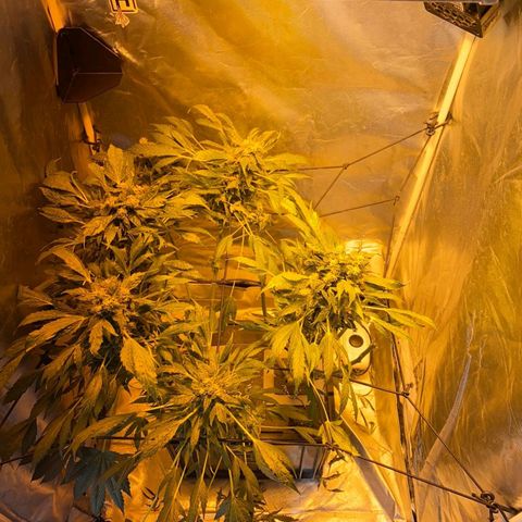 Pineapple growlog timeline photo