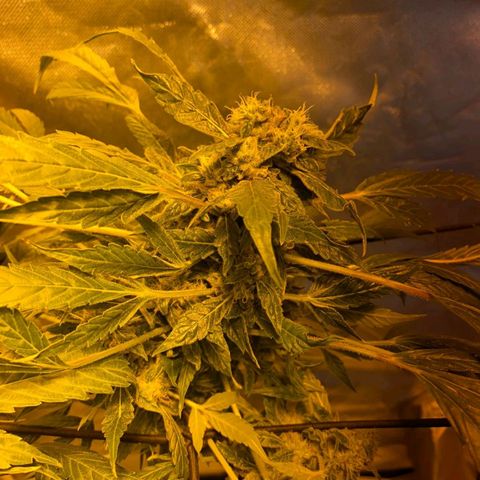 Pineapple growlog timeline photo